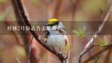 桂林2月份适合去旅游么,桂林2月份游最佳路线