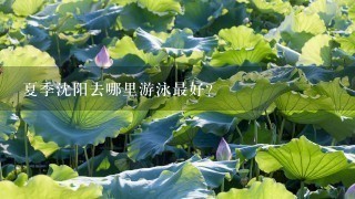 夏季沈阳去哪里游泳最好？