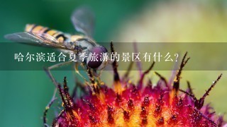 哈尔滨适合夏季旅游的景区有什么？