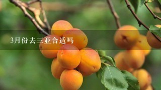 3月份去3亚合适吗