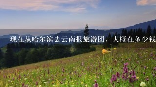 现在从哈尔滨去云南报旅游团，大概在多少钱的